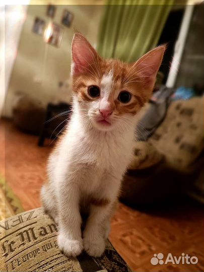Кот котенок в дар бесплатно