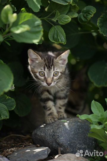 Котятки в добрые руки