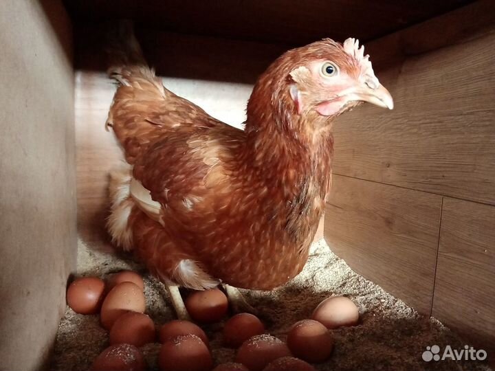 Яйцо куриное домашнее с доставкой