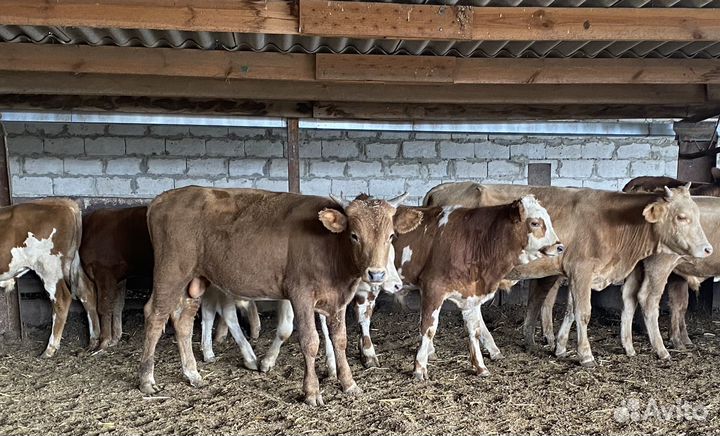 Продаются бычки