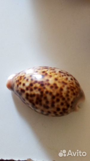 Морские раковины