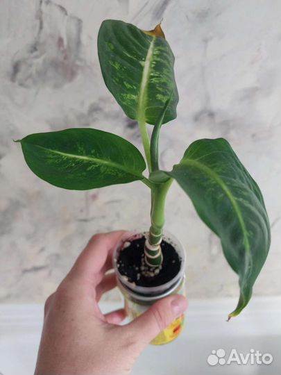 Маранта, диффенбахия