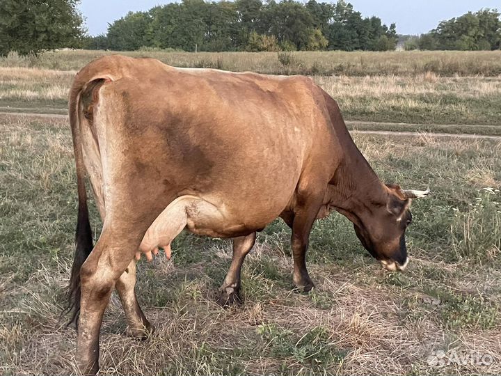 Продается дойная корова