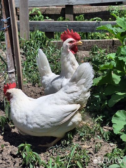 Курочки-несушки