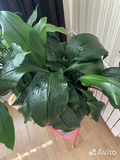 Спатифиллум и эухарис