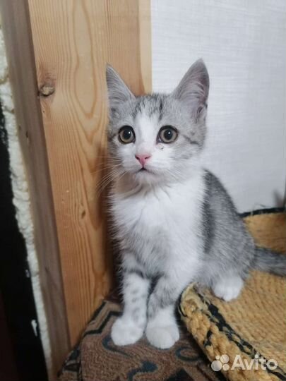 Кошка в дар бесплатно