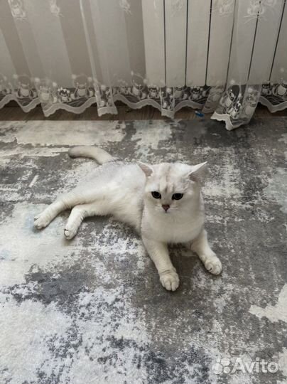 Британский кот вязка