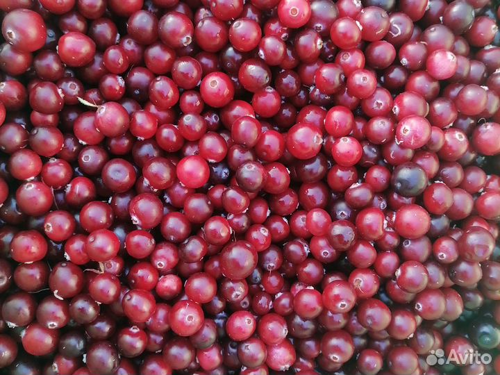 Брусника И Клюква Свежая, Орех Кедровый В Наличии