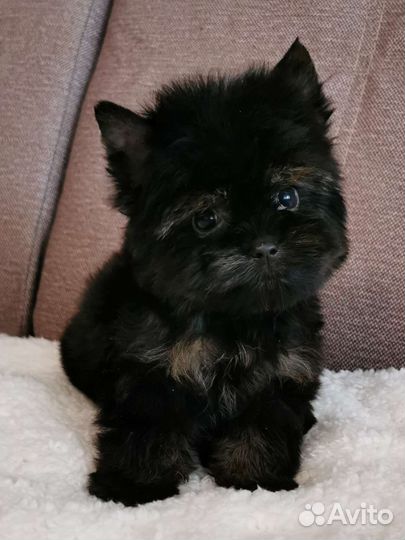 Щенки йорка mini