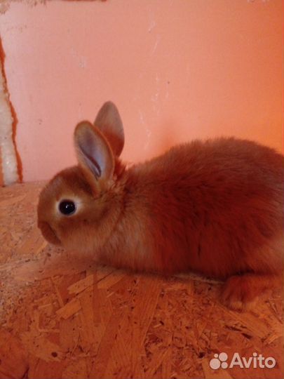 Кролики новозеландские