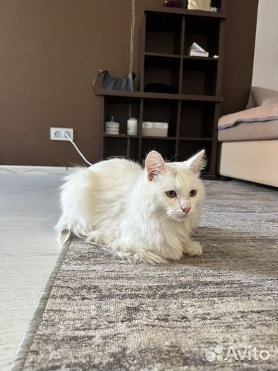 Турецкий van белый