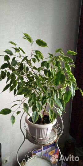 Фикус бенджамина пестролистный