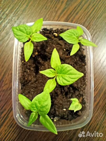 Jamaican Hot Orange - острый перец