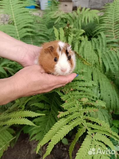 Морская свинка