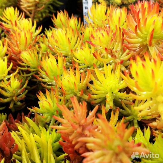 Очиток ангелина