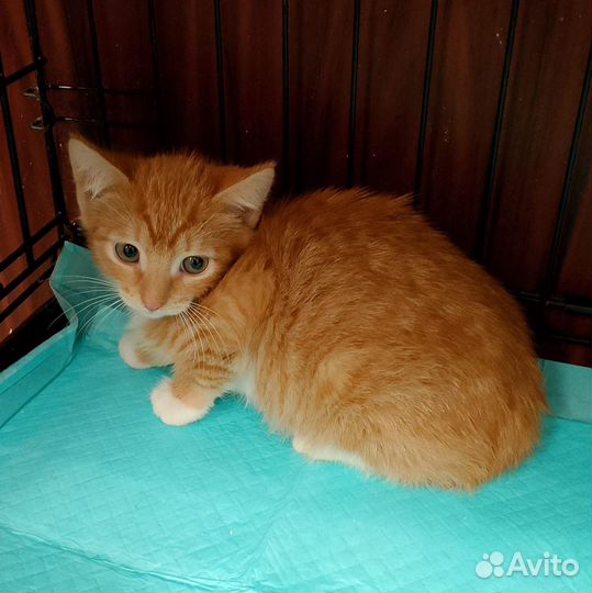 Малышам нужен дом