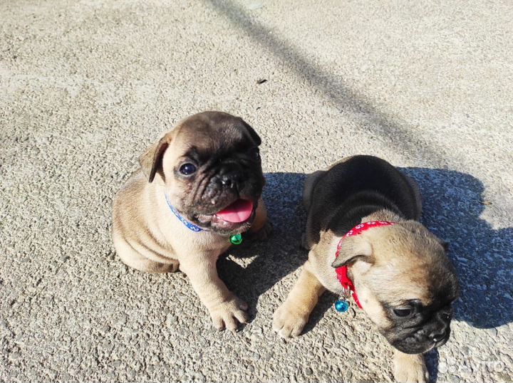 Щенки француского бульдога