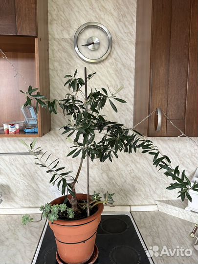 Оливковое дерево оливка