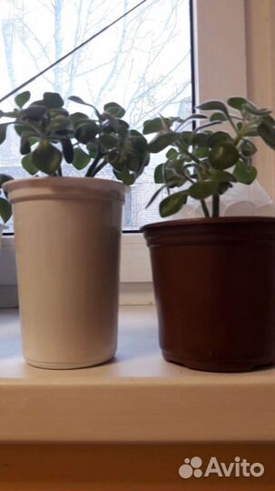 Аихризон-дерево любви