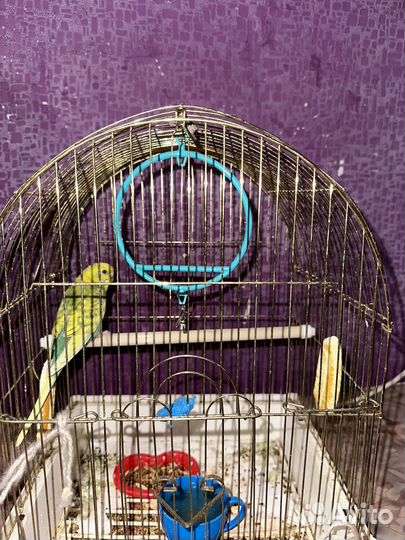 Попугай вместе с клеткой