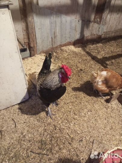 Молодые петухи