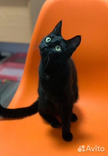 Ласковая кошка