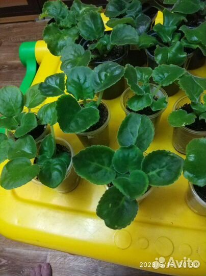 Детки, листья укоренённые с детками и без деток