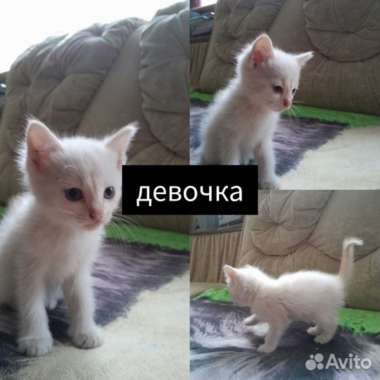 Котята в добрые руки