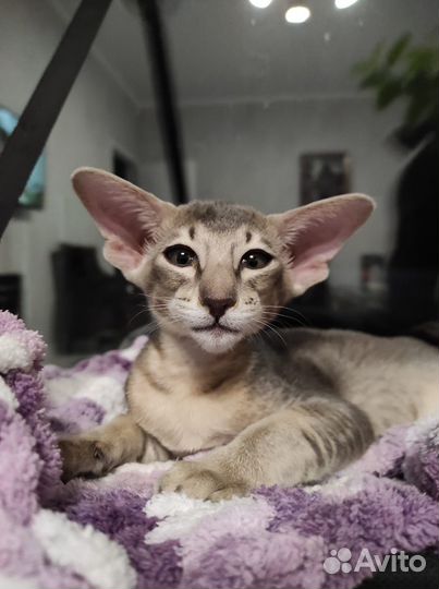 Ориентальный котенок шикарных кровей Купер Бредли