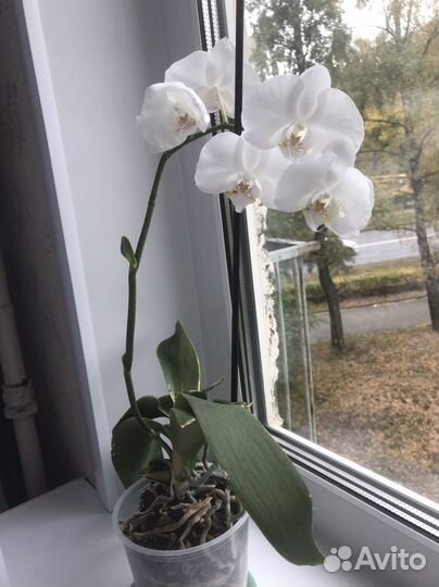 Орхидея