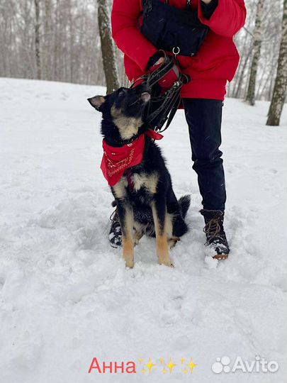 Щенок Эль ищет семью