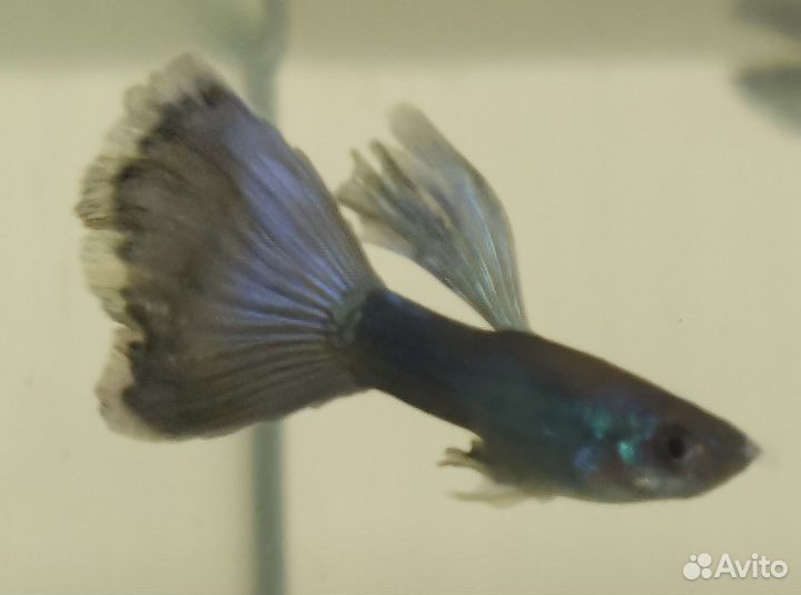 Лаборатория гуппи - чистые линии