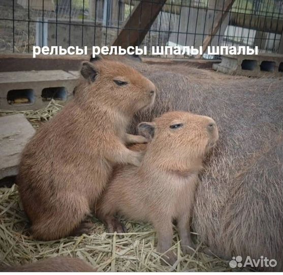 Массаж спины, лица, общий