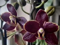 Орхидея Эсми, камбрия