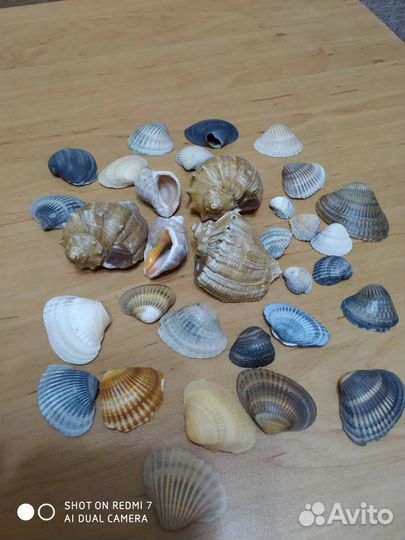 Морские ракушки