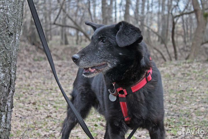 Помогите обрести старичку дом