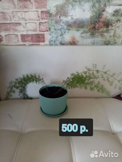 Цветы, молочай финиковая пальма аспарагус