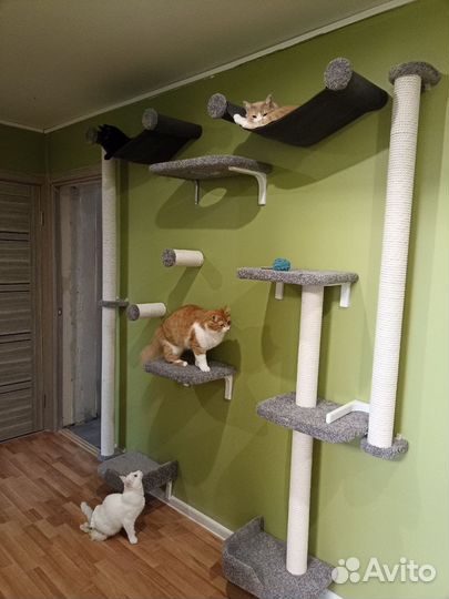 Комплекс для нескольких кошек 