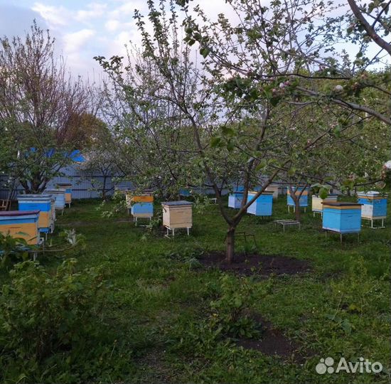 Пчелосемьи