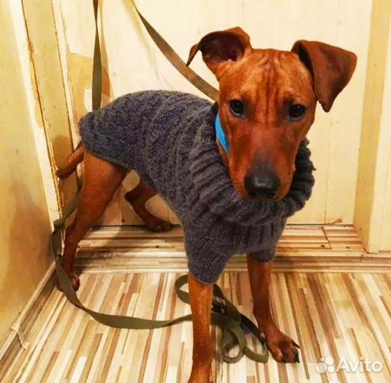 Вязаная одежда для животных