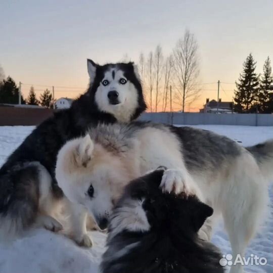 Сибирский хаски