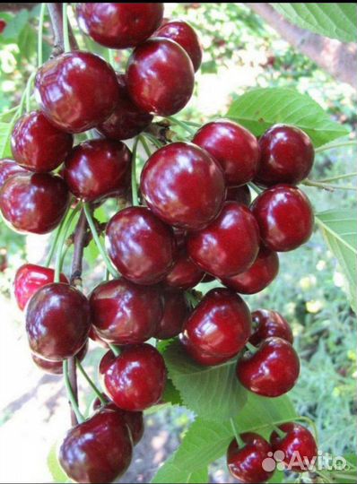 Вишня саженцы