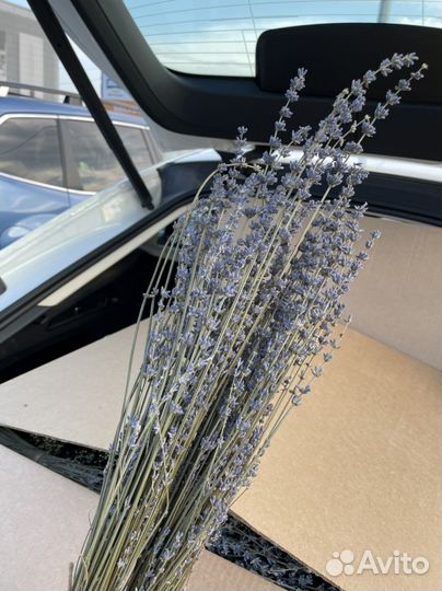 Лаванда сухоцвет