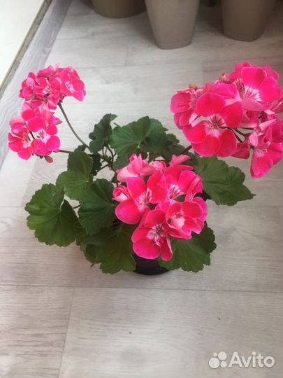 Герань пеларгония розебудная