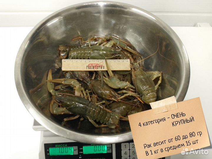 Раки Майкоп