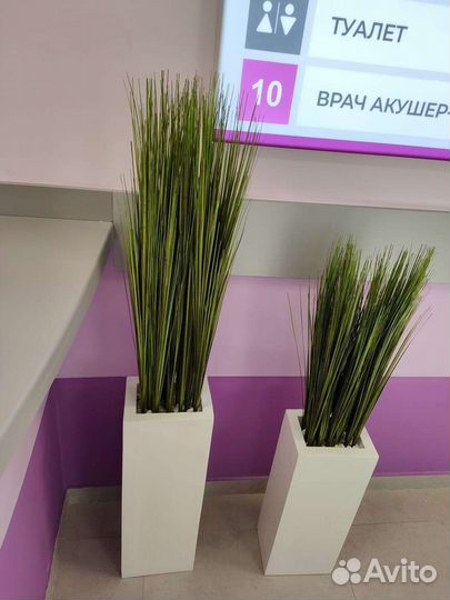 Осока,трава в кашпо, премиум-качество