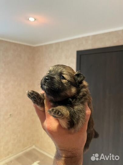 Померанский шпиц мини