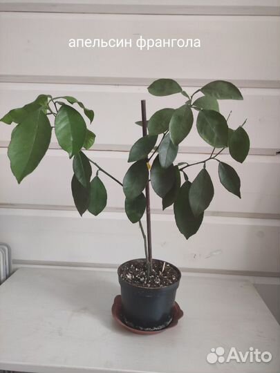 Цитрусовые растения