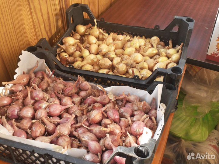 Лук шалот розовый и белый