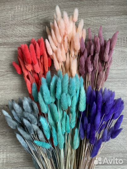 Лагурус сухоцвет очищенный 60 шт./пучок